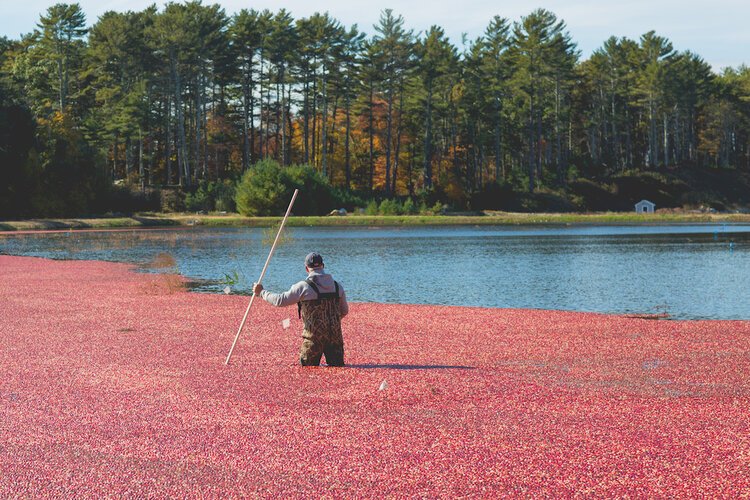 Brita Potenza - Cranberries 