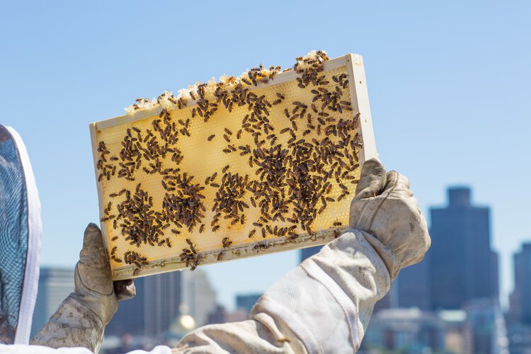 Brita Potenza - Bees