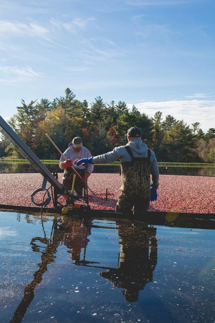 Brita Potenza - Cranberries 