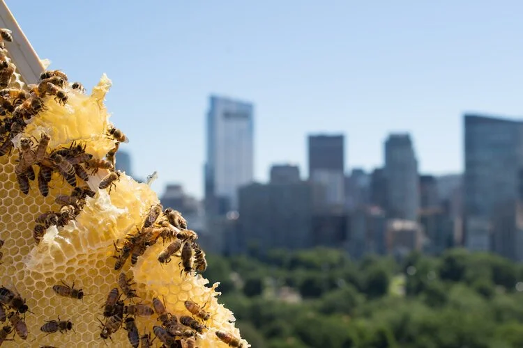 Brita Potenza - Bees