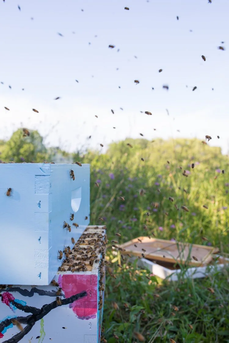 Brita Potenza - Bees