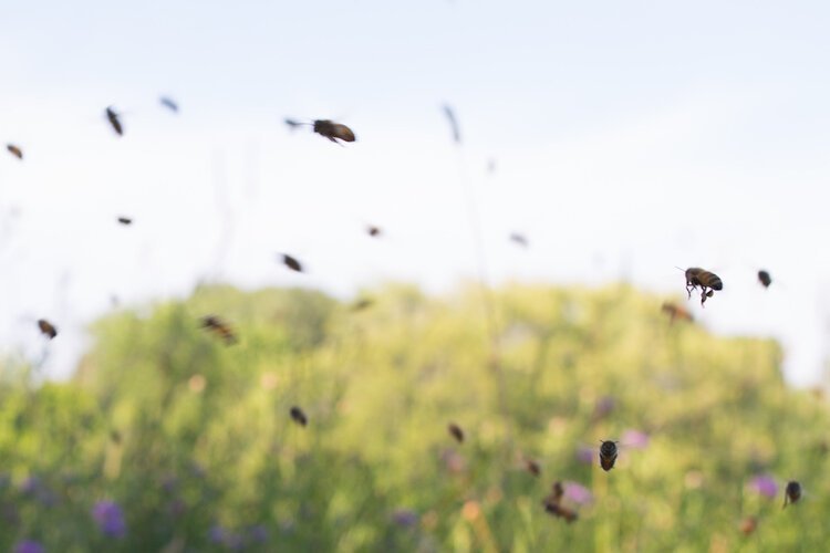 Brita Potenza - Bees