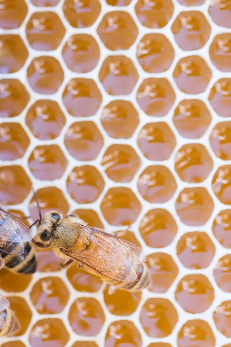 Brita Potenza - Bees