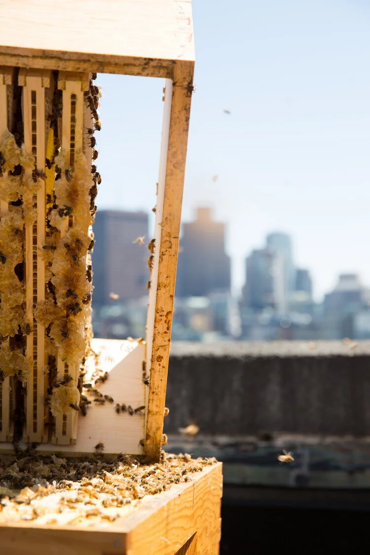 Brita Potenza - Bees