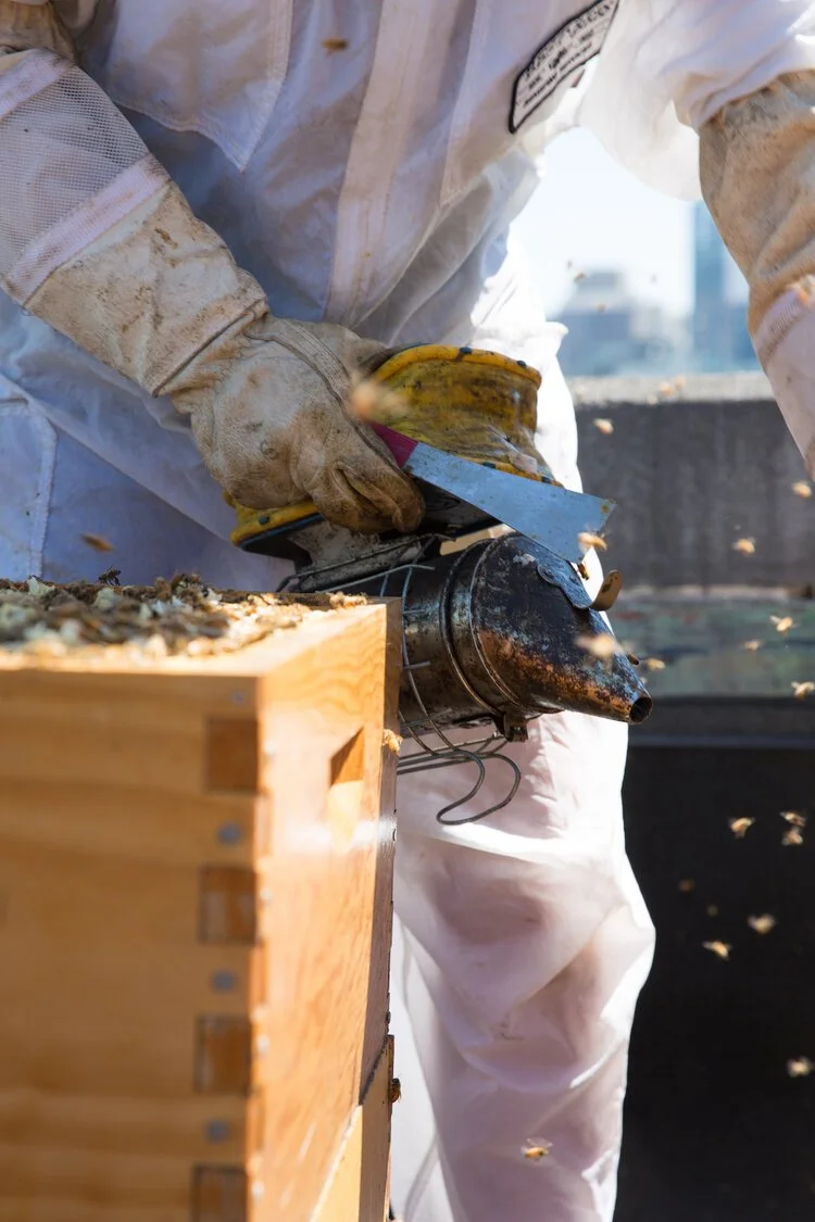 Brita Potenza - Bees