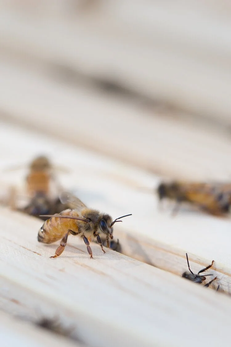 Brita Potenza - Bees