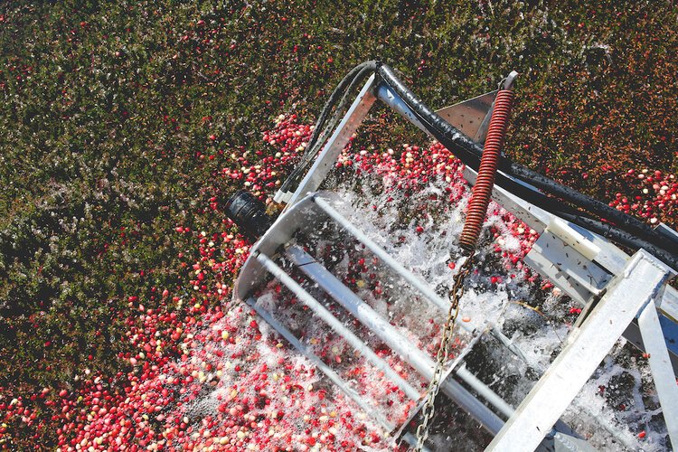 Brita Potenza - Cranberries 