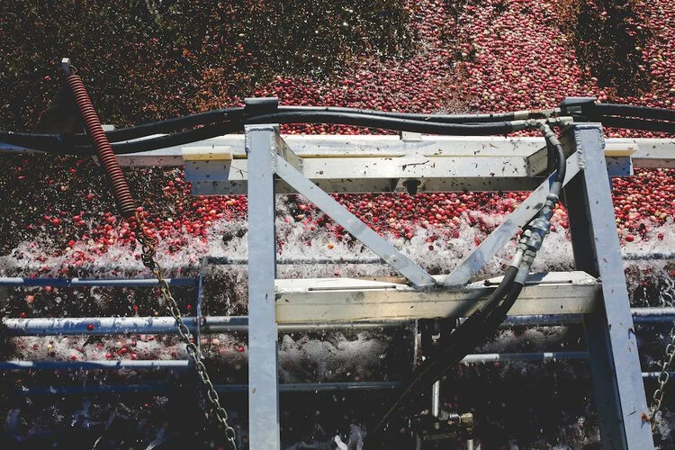 Brita Potenza - Cranberries 