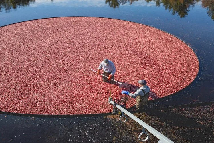 Brita Potenza - Cranberries 