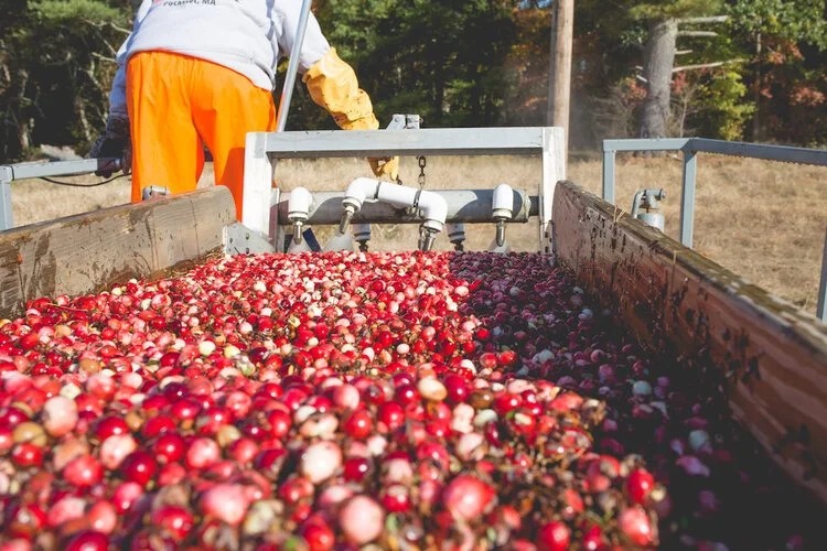 Brita Potenza - Cranberries 