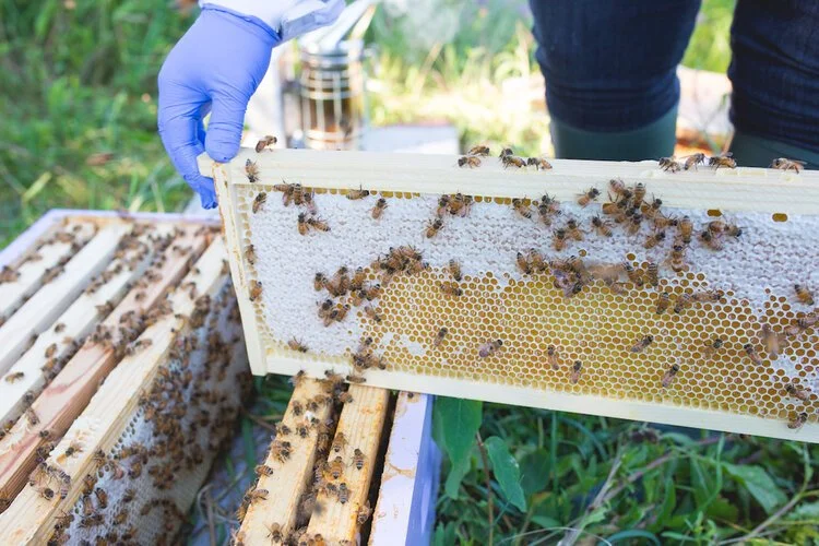 Brita Potenza - Bees