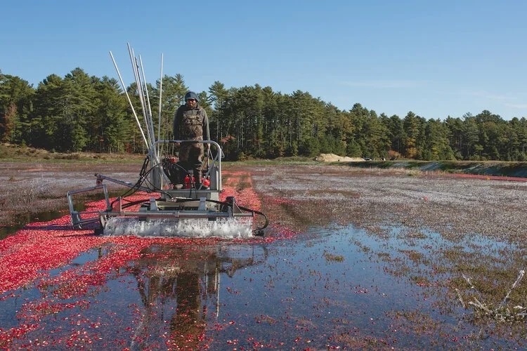 Brita Potenza - Cranberries 