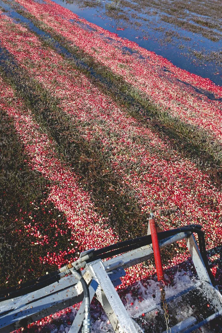 Brita Potenza - Cranberries 