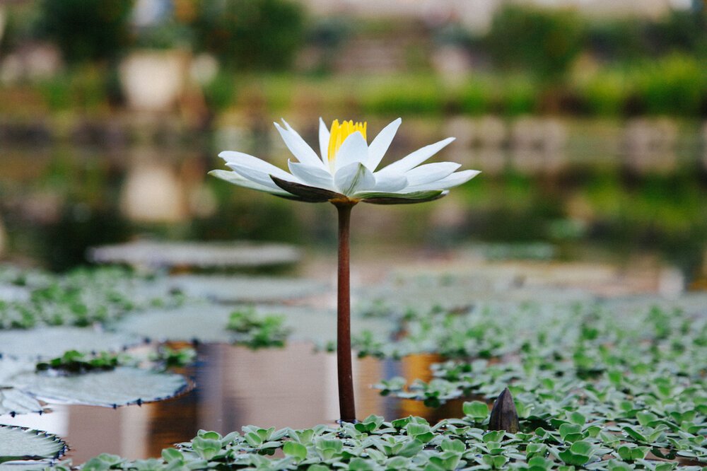 Brita Potenza - Wander