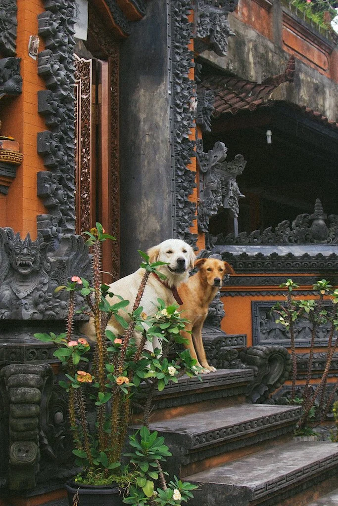 Brita Potenza - Wander