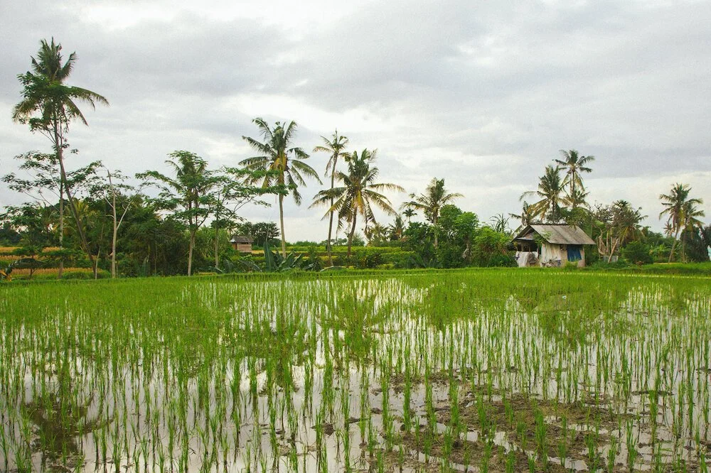 Brita Potenza - Wander