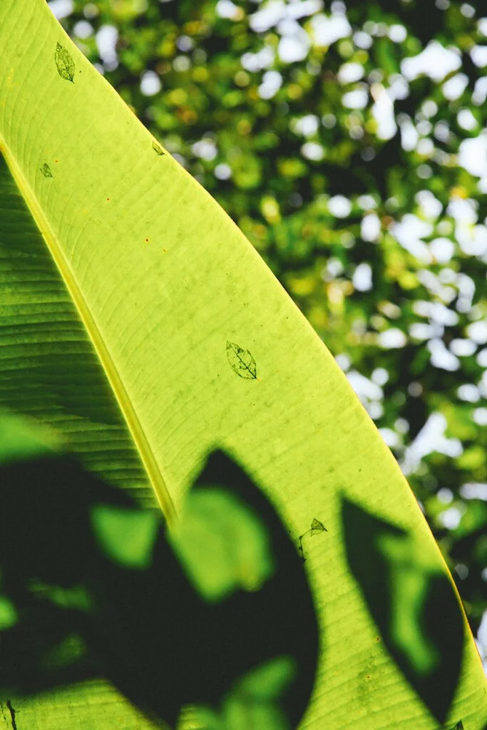 Brita Potenza - Wander