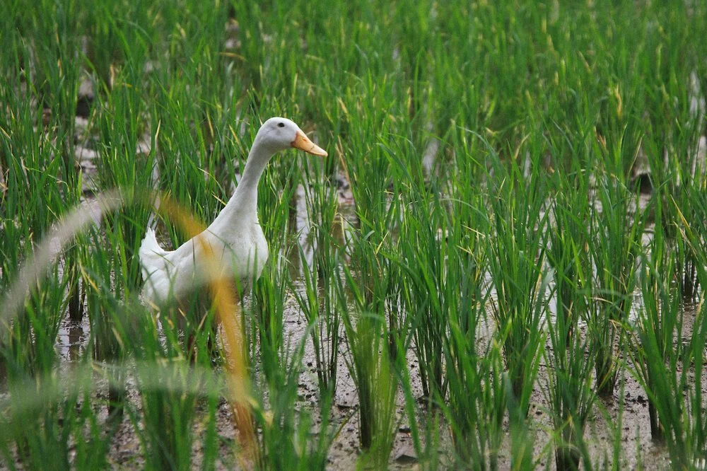 Brita Potenza - Wander