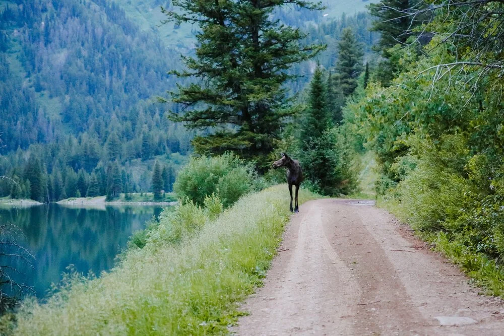 Brita Potenza - Wander