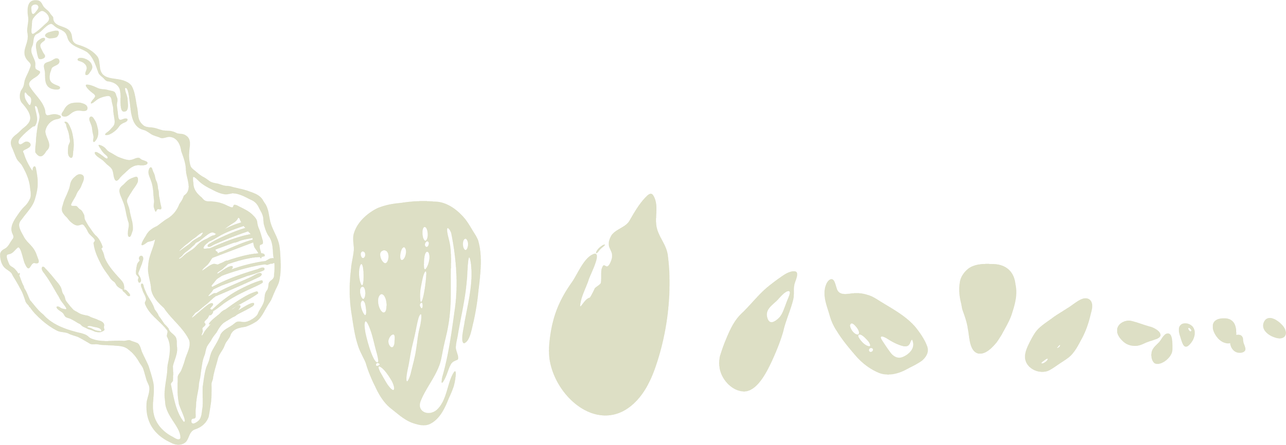 Outline drawing of various seashells arranged in a line.