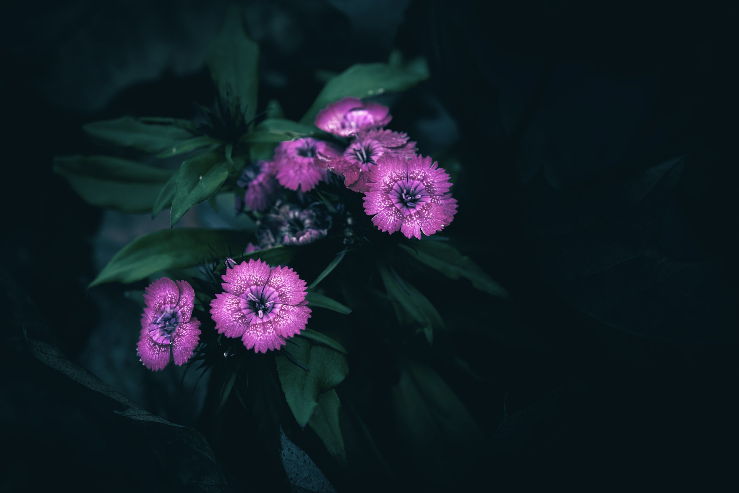 Pink flowers with dark centers and green leaves in low lighting.