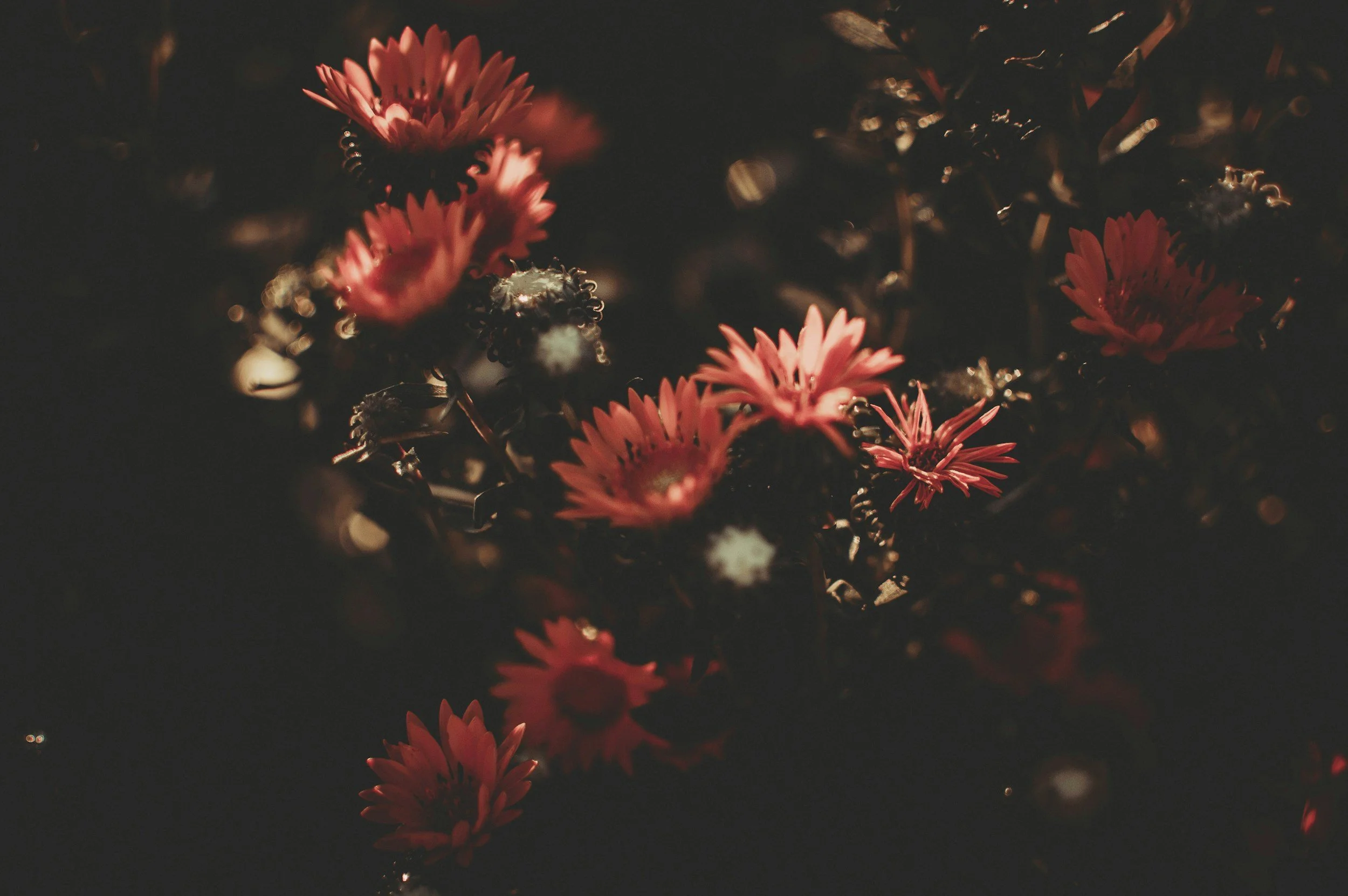 Close-up of pink daisy flowers with dark background and soft lighting.