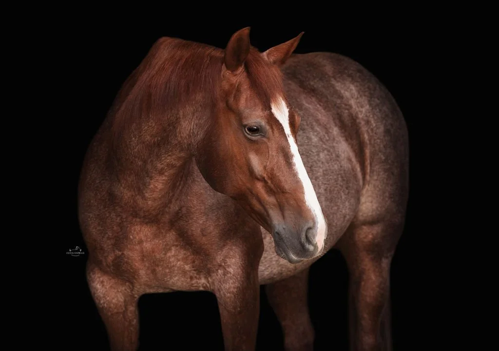 A brown horse with a white blaze on its face standing against a black background.