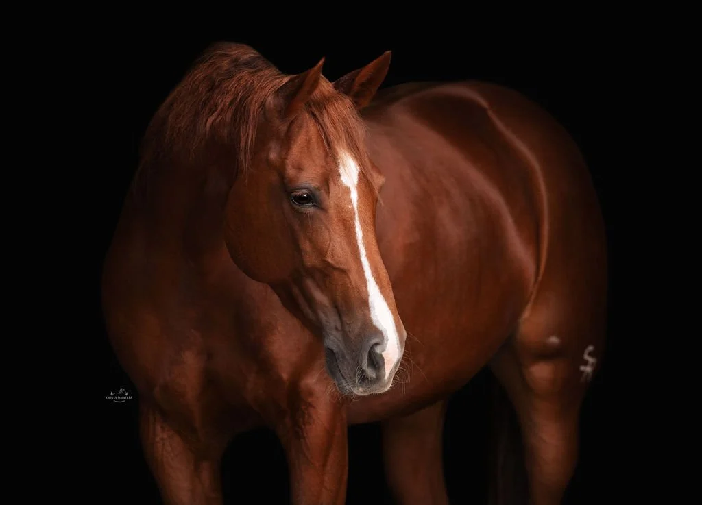A chestnut horse with a white stripe on its face standing against a black background.