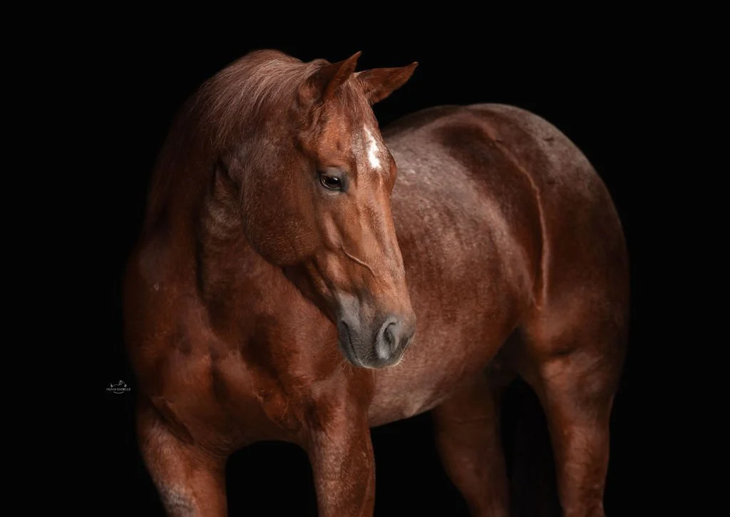 A chestnut horse with a white star on its forehead, standing against a black background.