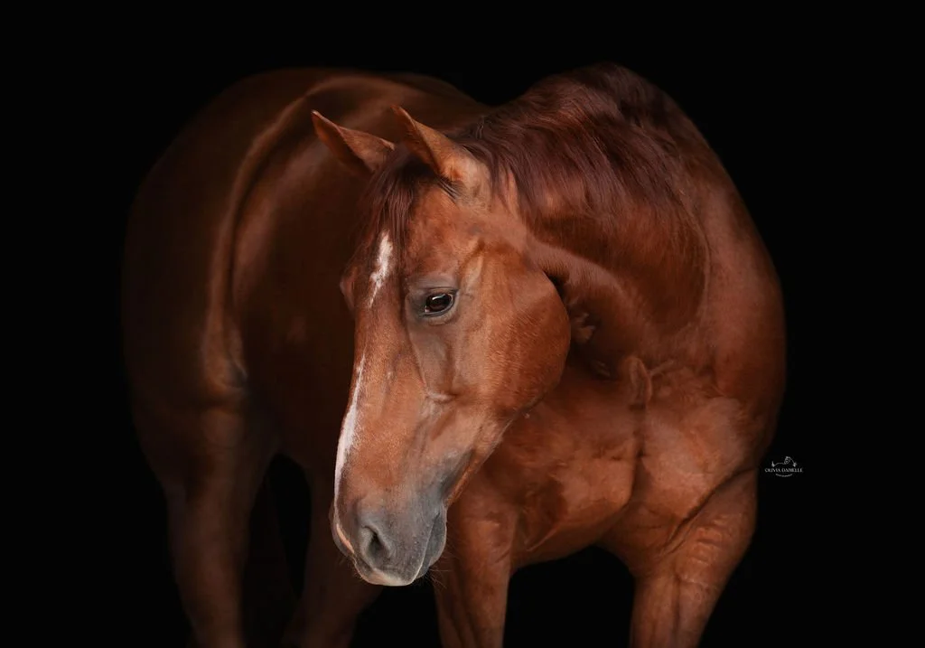 A chestnut horse with a white stripe on its face set against a black background.