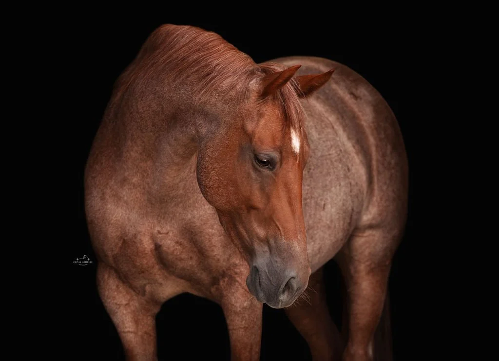 A brown horse with a white star marking on its forehead, standing against a black background.