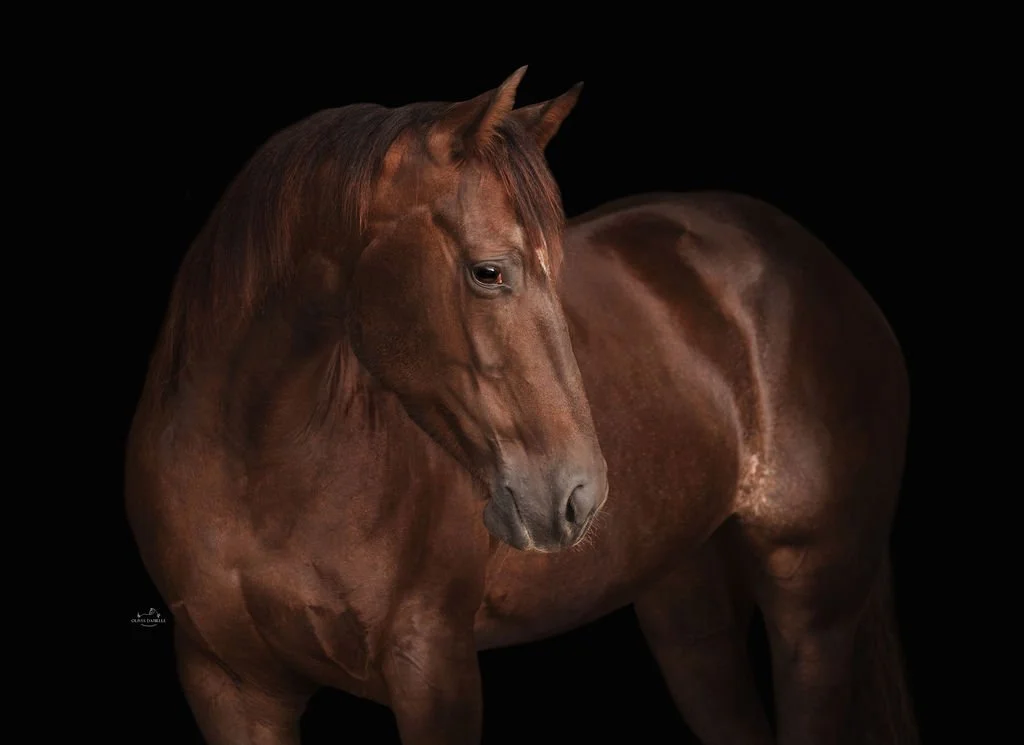 A chestnut horse standing against a black background.