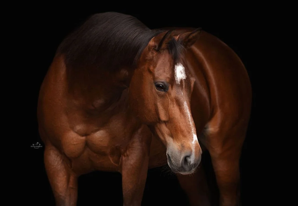 A brown horse with a white star-shaped mark on its forehead, standing against a black background.
