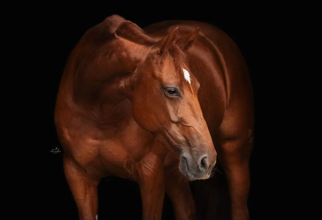 A chestnut-colored horse standing against a black background, with a white star-shaped marking on its forehead.
