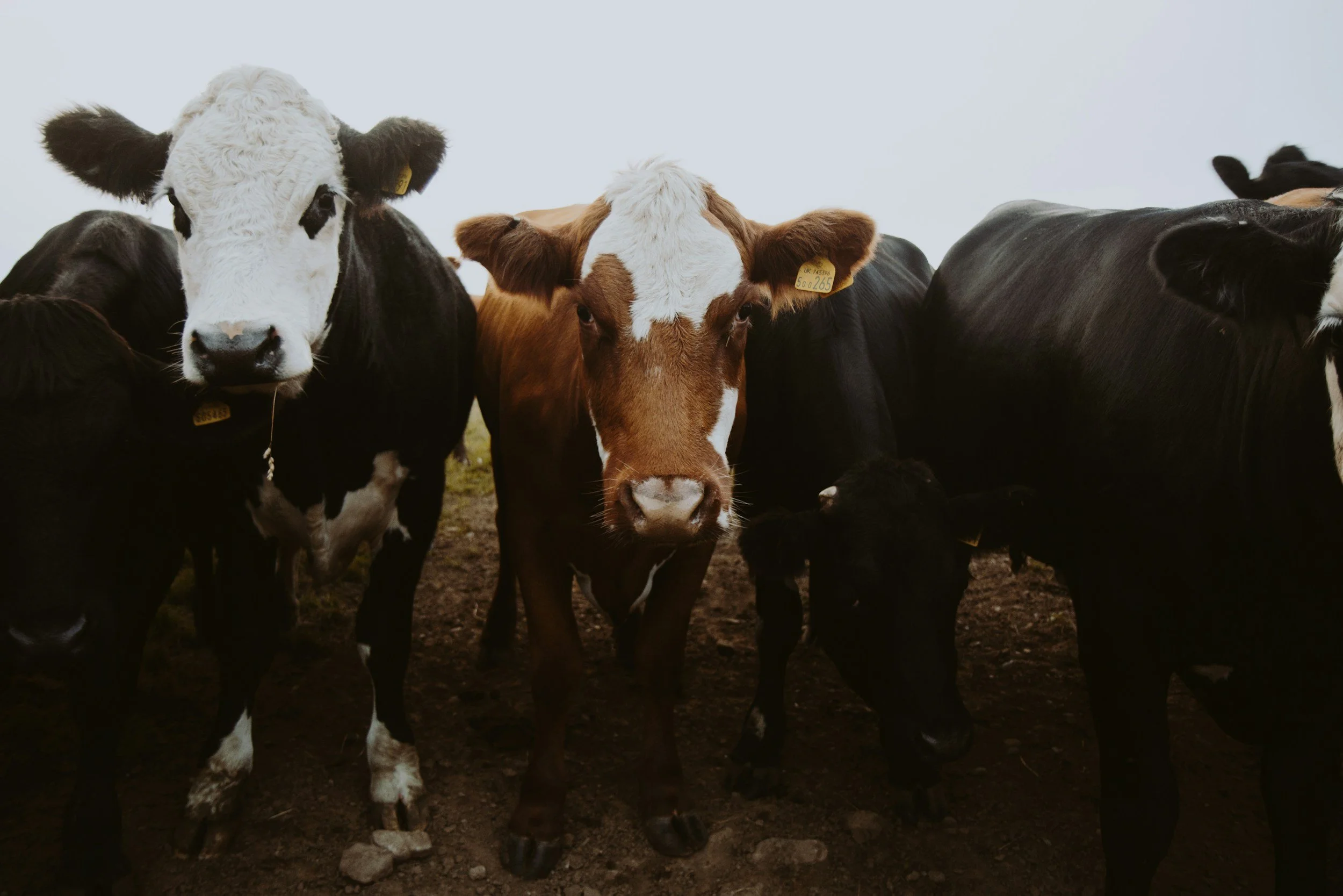 Group of cows standing on a dirt ground, with cloudy sky in the background.