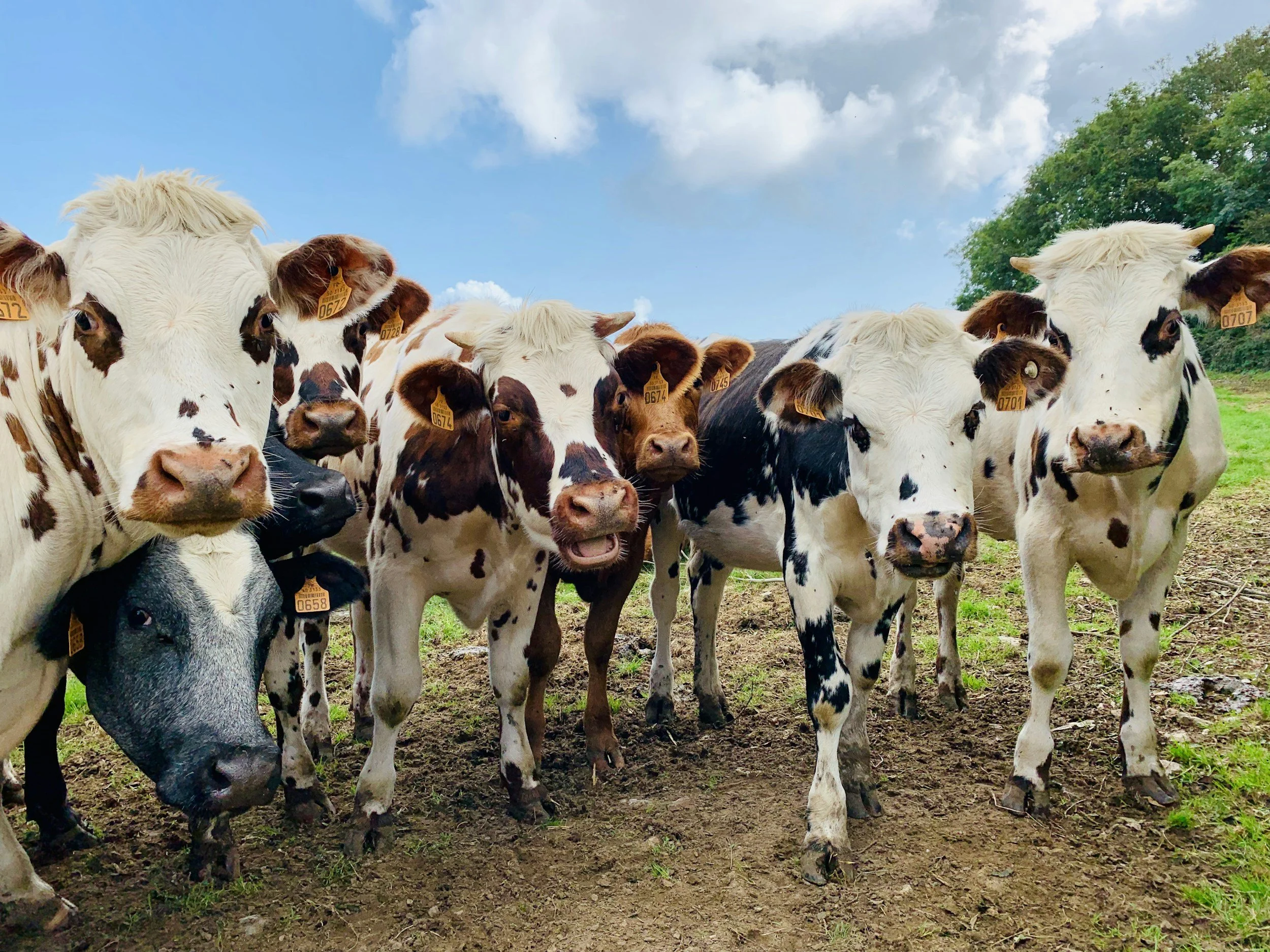Group of cows standing on grass and dirt with blue sky and clouds in the background.