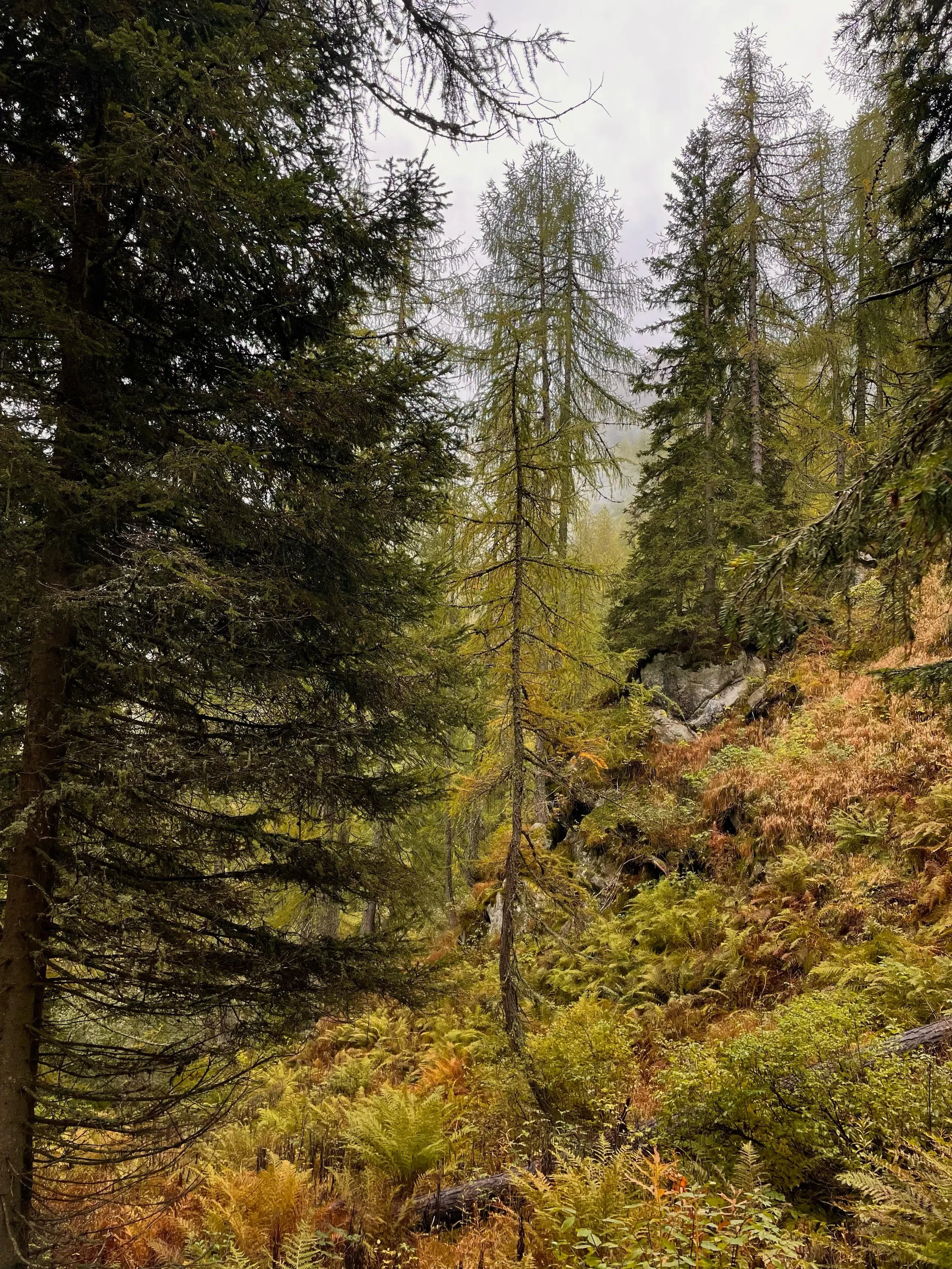 Foresta con alberi di conifere e piante verdi, sotto un cielo nuvoloso.