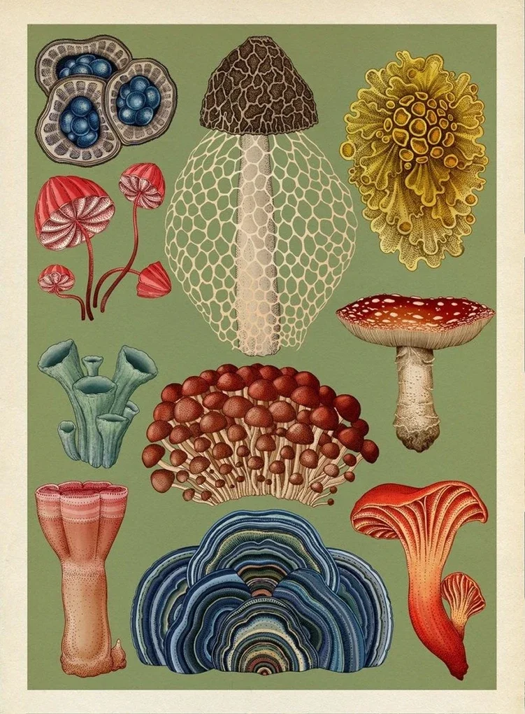 Illustrazione di vari tipi di funghi, alcuni con cappelli rossi, marroni, verdi, blu e gialli, rappresentati in modo dettagliato e artistico su sfondo verde.