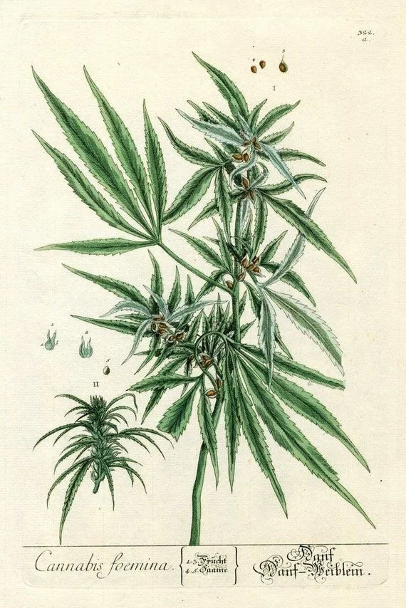 Canapa e CBD: la pianta che cura e non solo