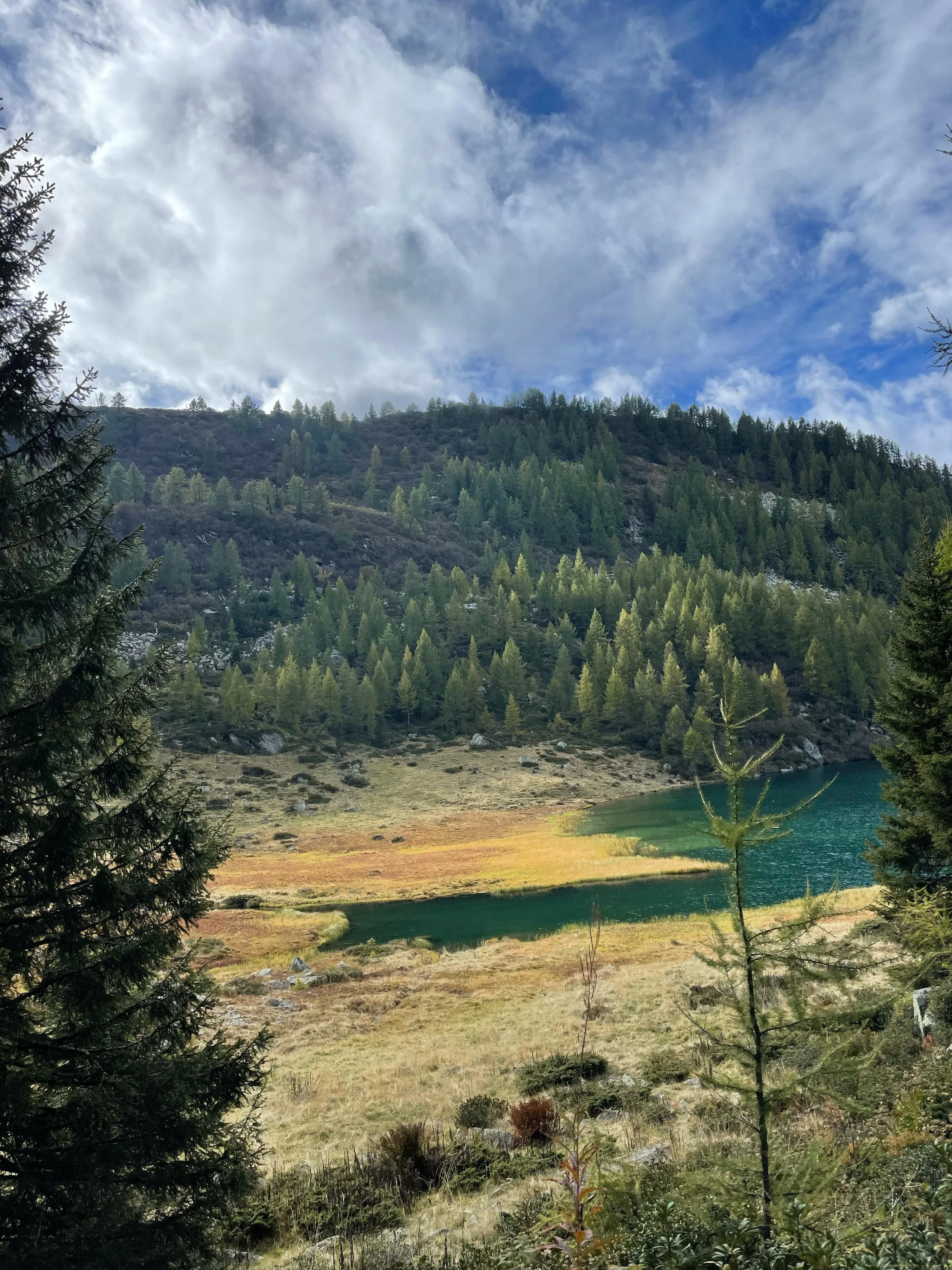 Paesaggio montano con albero e foresta, lago e cielo nuvoloso.