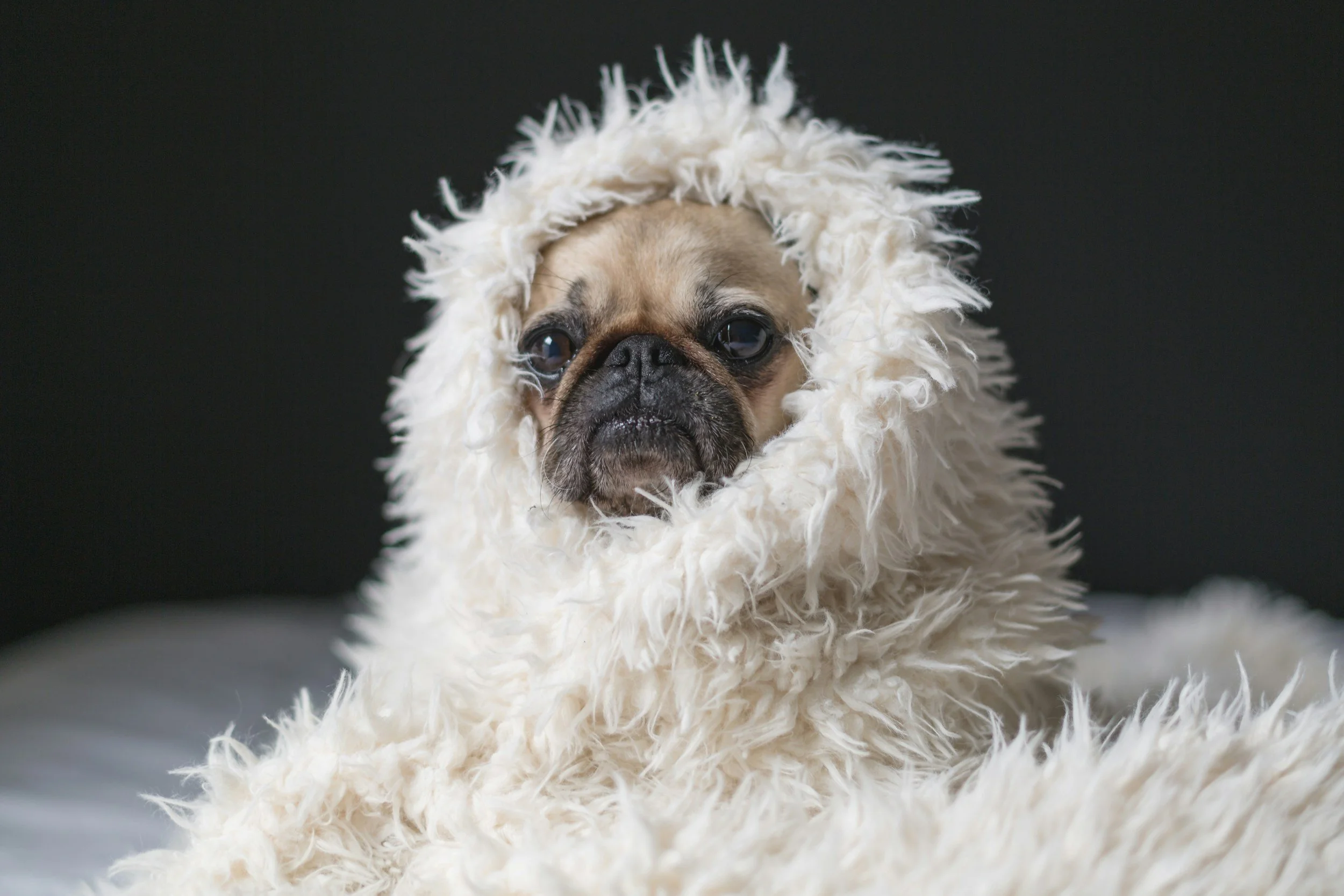 A small dog, pug, wearing a fluffy white hood resembling a sheep's wool, looking directly at the camera with a dark background.