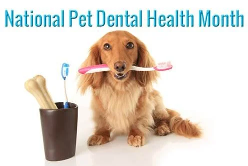 Pet Dental Month is Here!