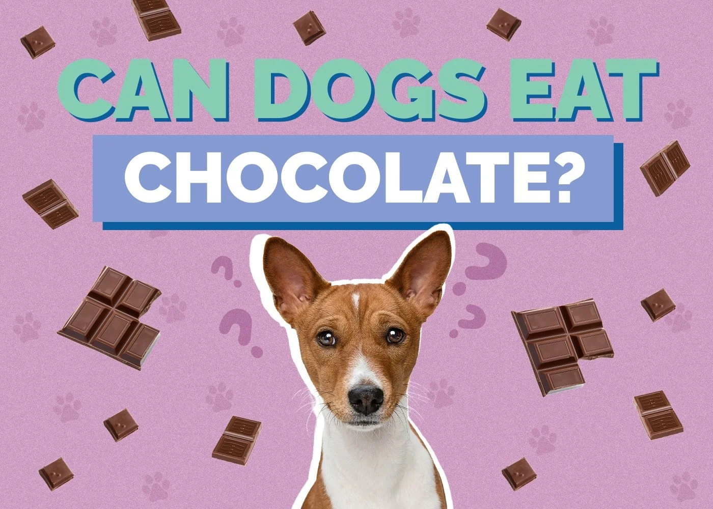 My Dog Ate Chocolate! What Should I Do?