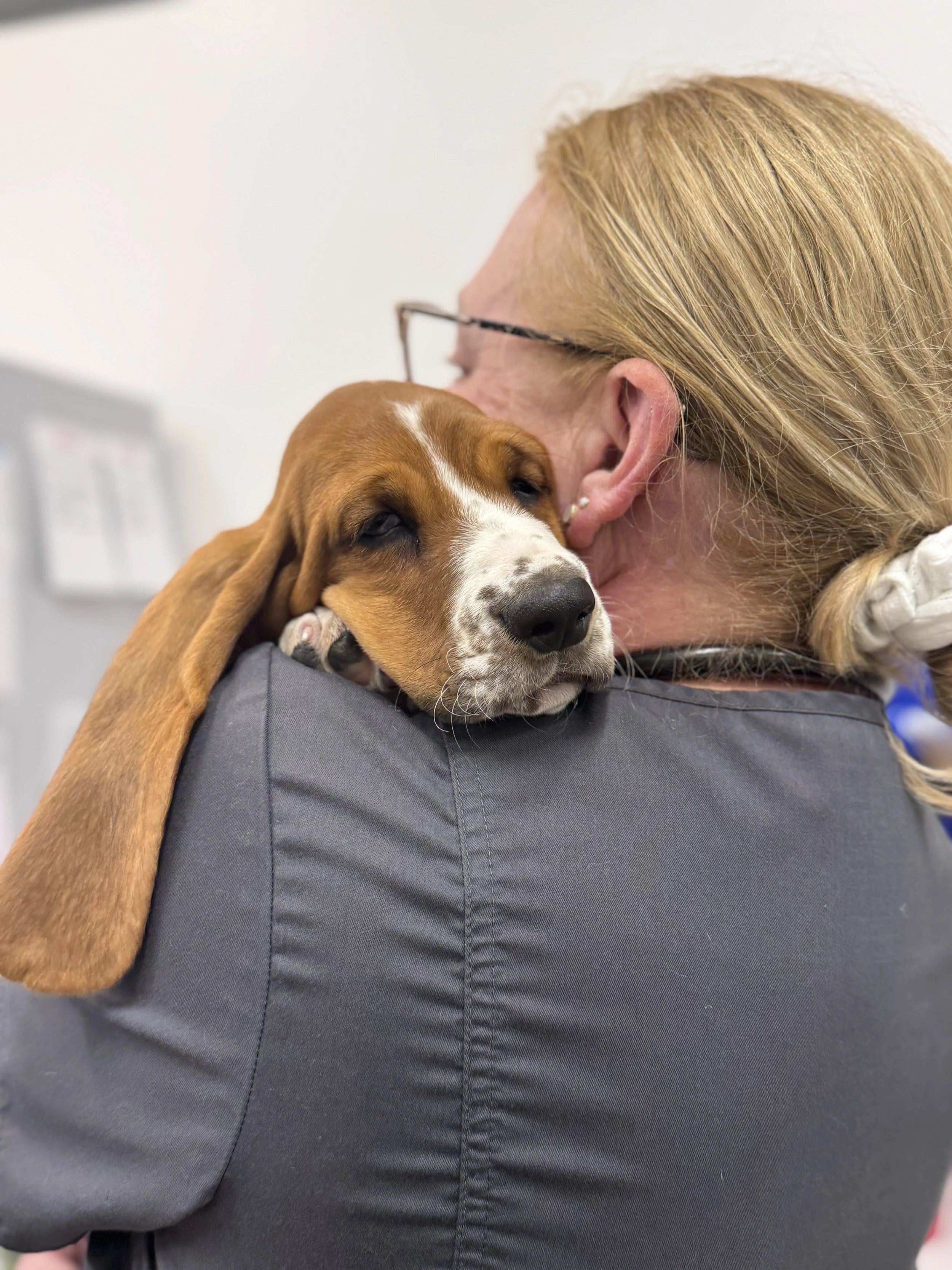A woman hugging a brown and white puppy with long floppy ears.