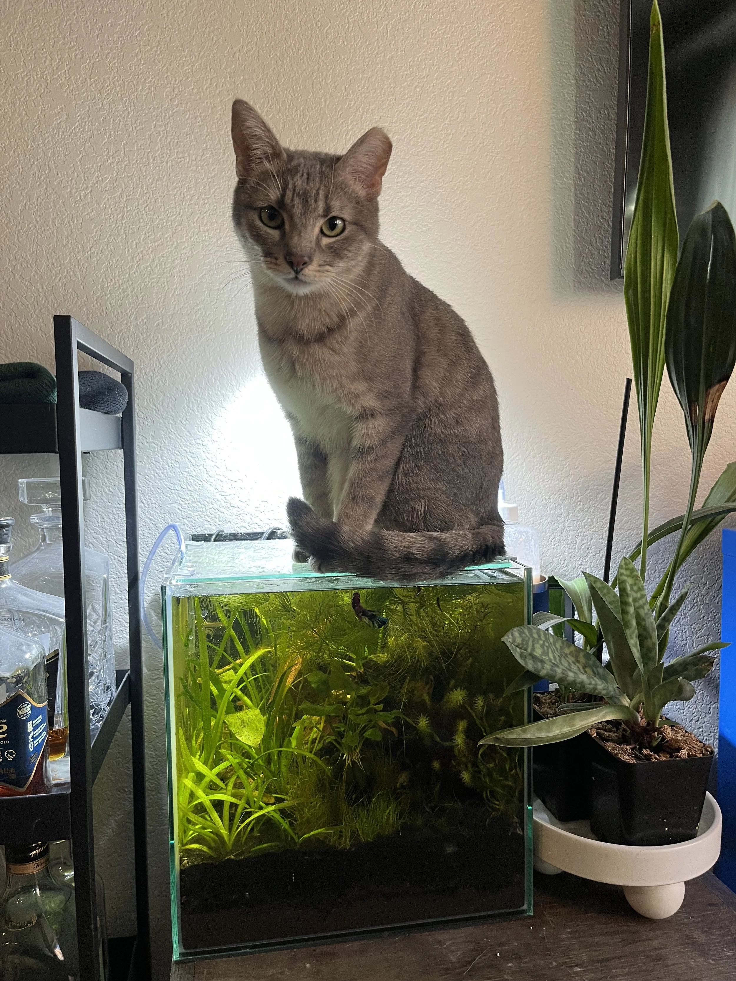 Julius Villavicencio.jpg