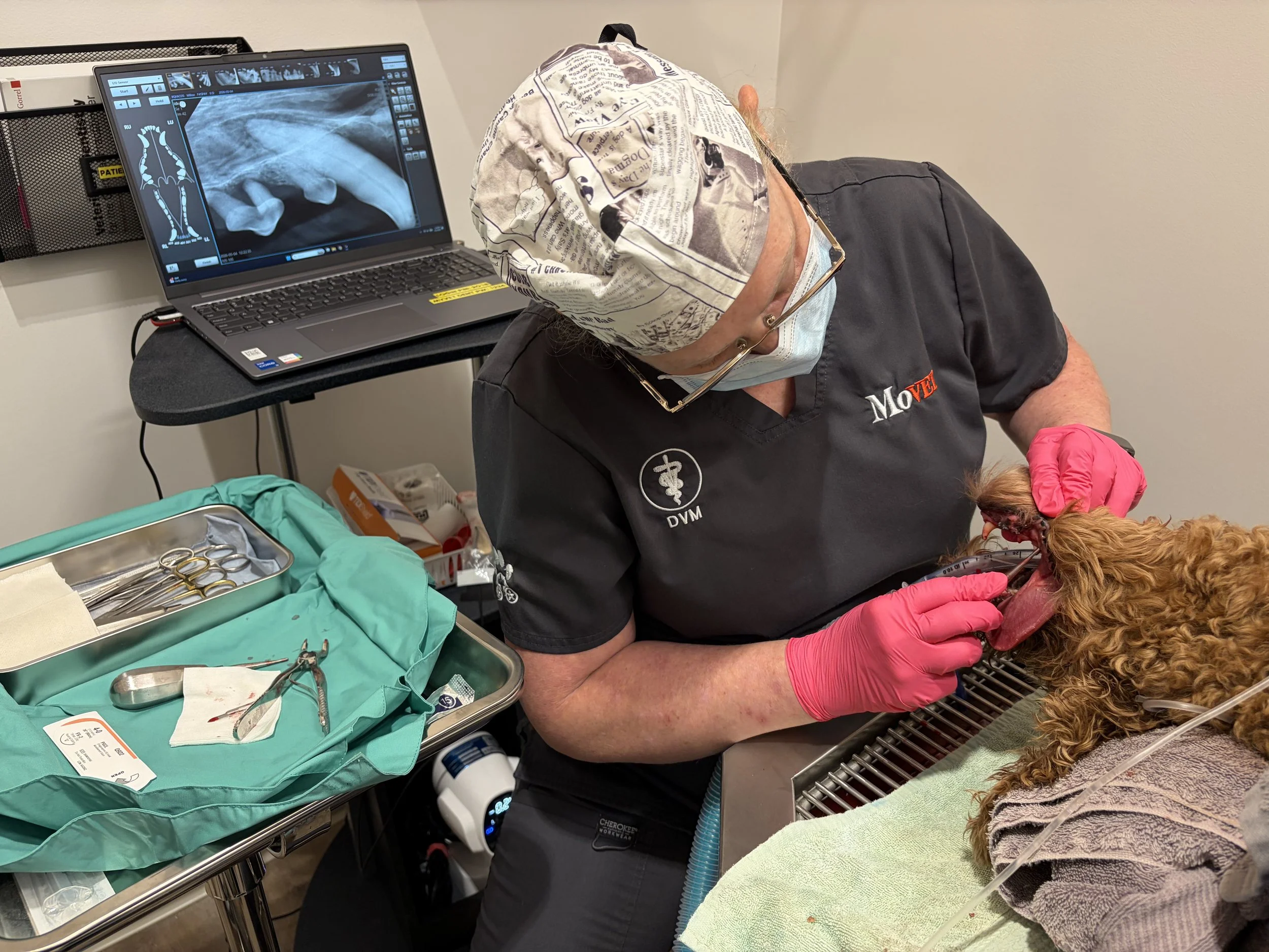 Female oral surgeon in pink gloves and PPE examining dogs mouth with xrays behind her.