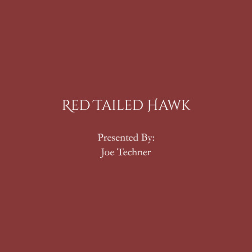Red Tailed Hawk Presented By Joe Techner.png