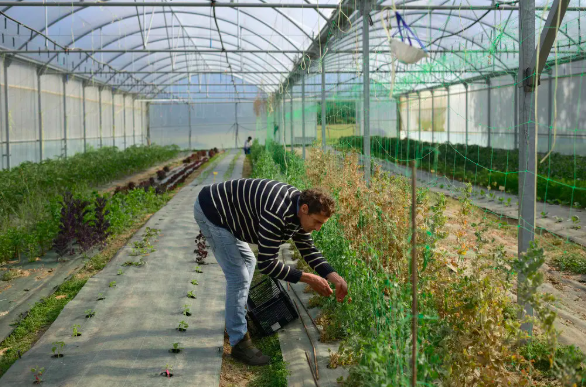 Top Chefs and Local Farmers in Spain Regenerate Their ‘Green Caviar’ | The New York Times - Photo: Samuel Aranda for The New York Times
