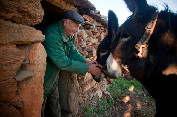 Hard Times for a Small (and Fuzzy) Group of Europeans | The New York Times - 
Photo: João Pedro Marnoto for The New York Times