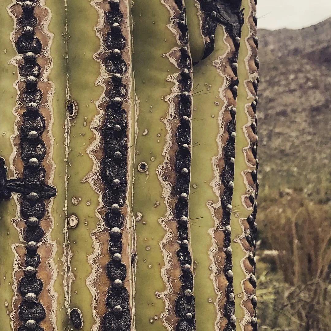 Nature&rsquo;s nailheads #saguarocactus